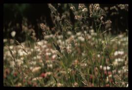 Blumen