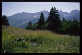 Landschaft im Sommer