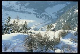 Zweige mit Schnee und Raureif