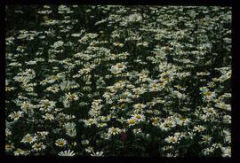 Alpenblumen