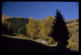 Bäume im Herbst