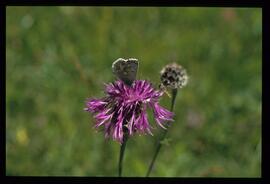 Alpenblumen