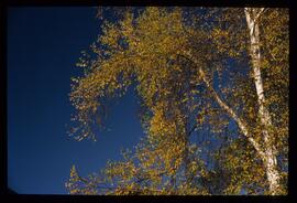 Bäume im Herbst