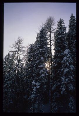 Landschaft im Winter