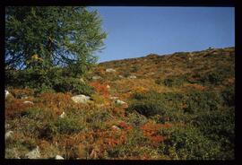 Landschaft im Sommer