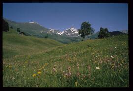 Landschaft im Sommer