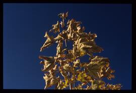 Bäume im Herbst