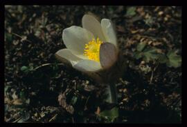 Alpenblumen