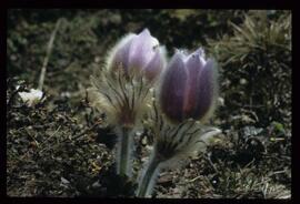 Alpenblumen