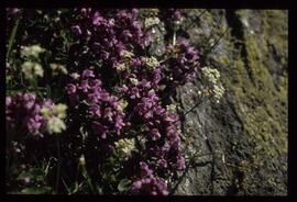 Alpenblumen