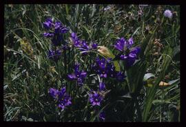 Alpenblumen