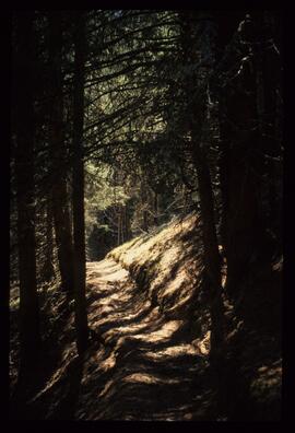 Landschaft im Sommer
