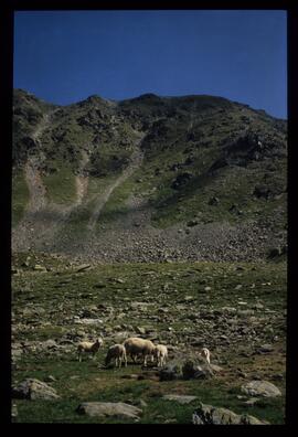 Landschaft im Sommer