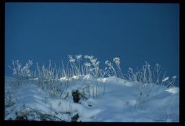 Zweige mit Schnee und Raureif