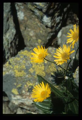 Blumen und Gräser