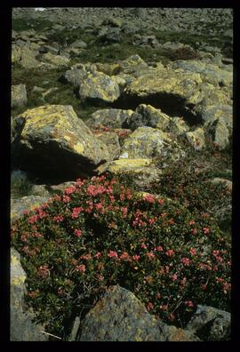 Blumen