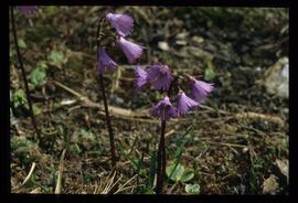 Alpenblumen