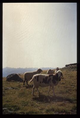 Landschaft im Sommer