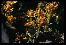 Alpenblumen