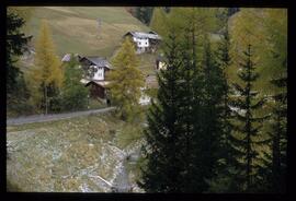 Bäume im Herbst