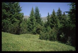 Landschaft im Sommer