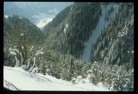 Zweige mit Schnee und Raureif