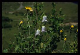 Alpenblumen