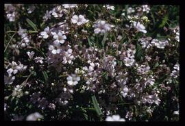 Alpenblumen