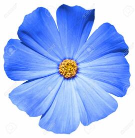 blaue Blume
